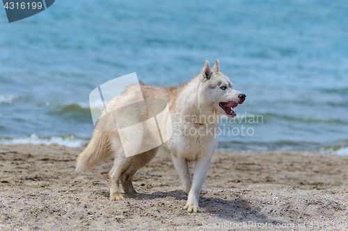 Image of Husky breed dog