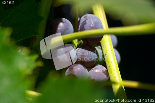 Image of Bunch of grapes