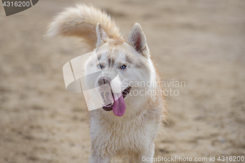Image of Husky breed dog