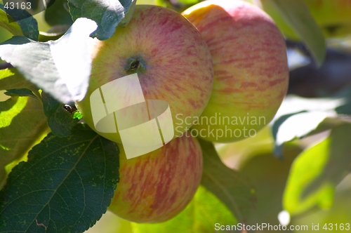 Image of Apples on the tree