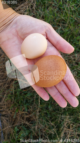 Image of Female Hand Holding Two Different Sized Organic Eggs In Palm of 