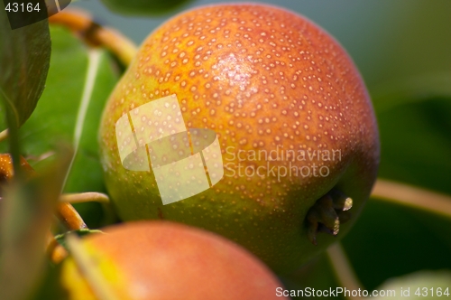 Image of Pear on the tree