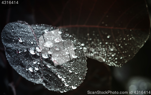 Image of Dark Leaves With Water Drops Closeup