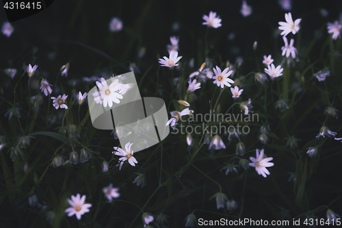 Image of White Forest Flowers