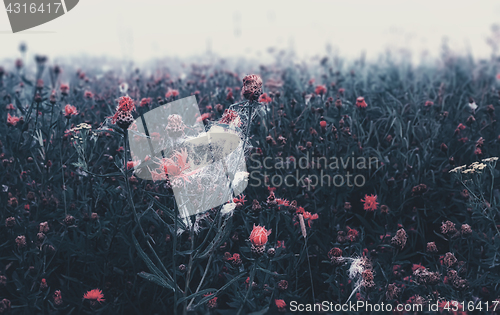 Image of Misty Wild Flowering Meadow