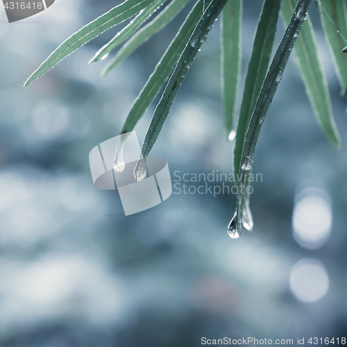 Image of Dew or Rain Drops On Leaves