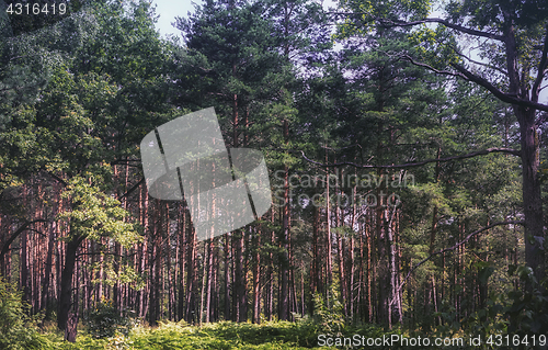 Image of Summer Pine Forest