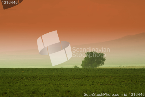 Image of Tree behind a farm