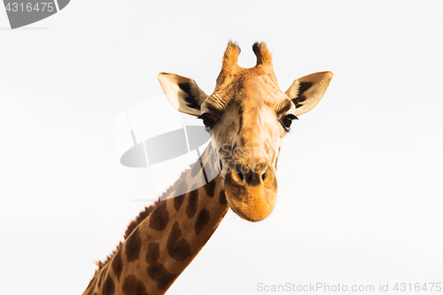 Image of giraffe in africa