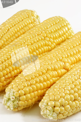 Image of Corn crop