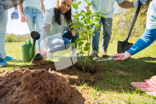 Image of group of volunteers hands planting tree in park