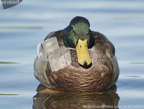 Image of Mallard