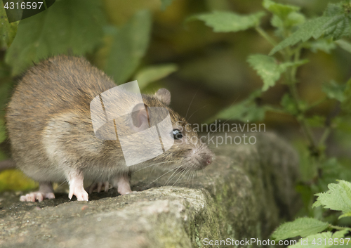 Image of Brown rat