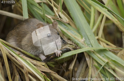 Image of Brown rat