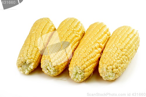 Image of Four corn crops