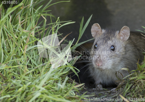 Image of Brown rat