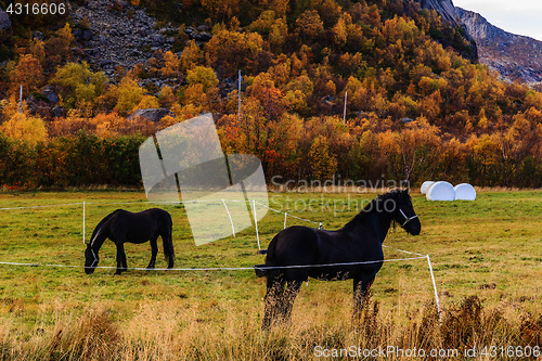 Image of horses