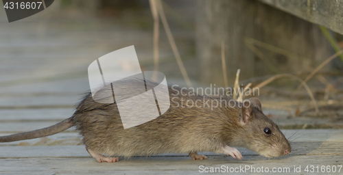 Image of Brown Rat