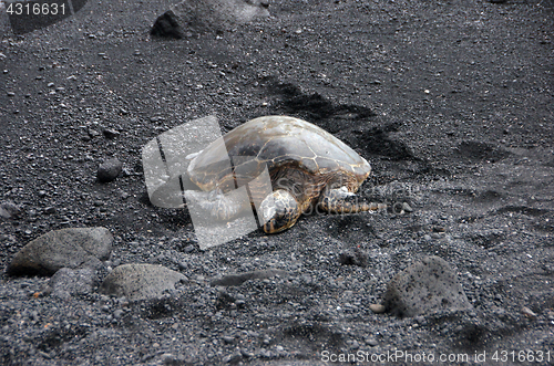 Image of Sea Turtle at the Beach, Hawaii, USA