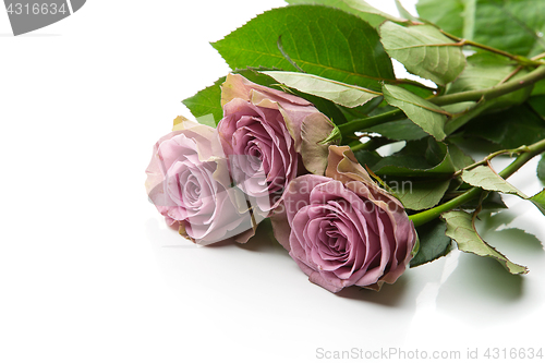 Image of Beautiful tea rose flowers