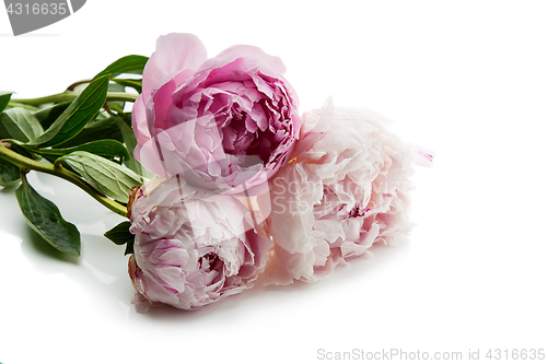 Image of Beautiful peony flowers