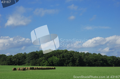 Image of Peaceful Meadow
