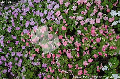 Image of Impatient Bouquet