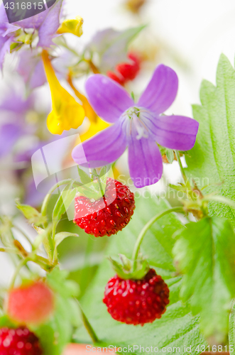 Image of Summer bouquet of forest flowers and strawberries