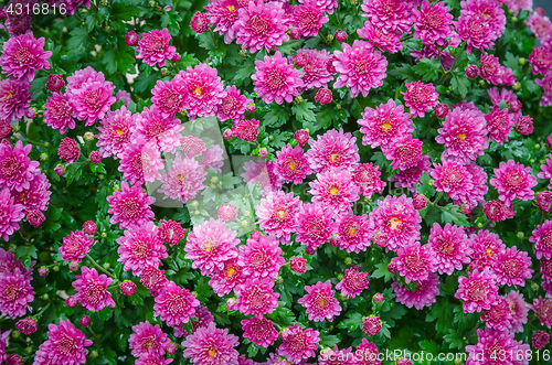 Image of Beautiful blooming pink chrysanthemum bush in the garden