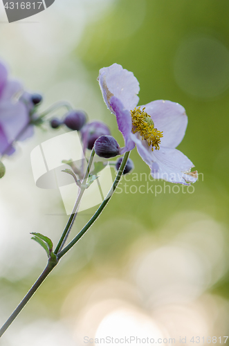 Image of Pale pink flower Japanese anemone, close-up. Note: Shallow depth