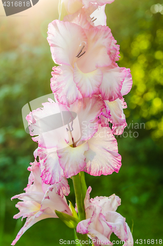 Image of Light pink gladiolus flower, close-up