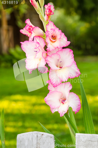 Image of Light pink gladiolus flower, close-up