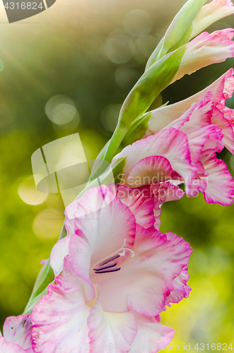 Image of Light pink gladiolus flower, close-up