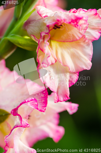 Image of Light pink gladiolus flower, close-up