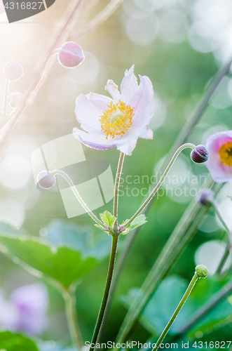 Image of Pale pink flower Japanese anemone, close-up. Note: Shallow depth