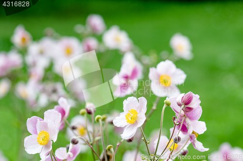 Image of Pale pink flower Japanese anemone, close-up. Note: Shallow depth