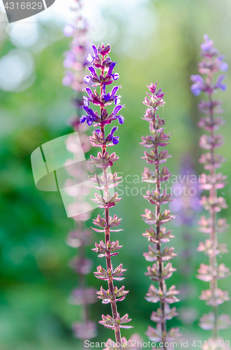 Image of blue salvia,salvia flower in the garden