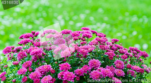 Image of Beautiful blooming pink chrysanthemum bush in the garden