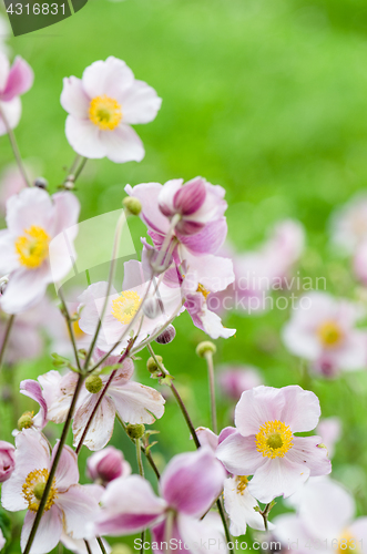 Image of Pale pink flower Japanese anemone, close-up. Note: Shallow depth