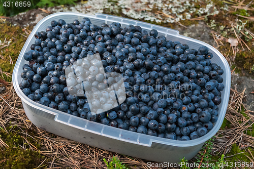 Image of Container with blueberries.