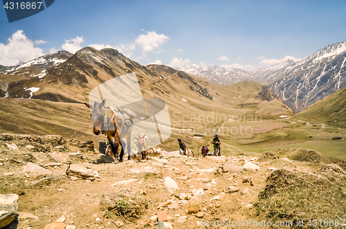 Image of Donkeys in Nepal