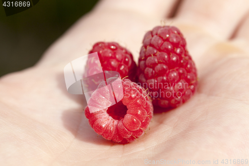 Image of raspberries in hand