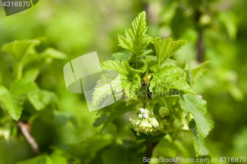 Image of spring flowering currant