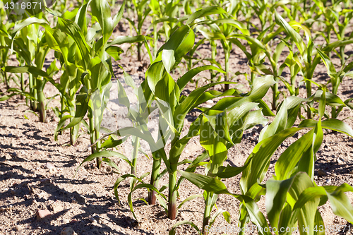 Image of Field of green corn