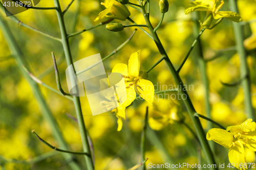 Image of yellow flower rape