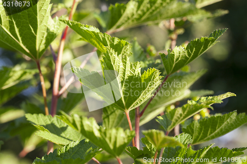 Image of green currant leaves