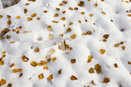 Image of yellow leaves on snow