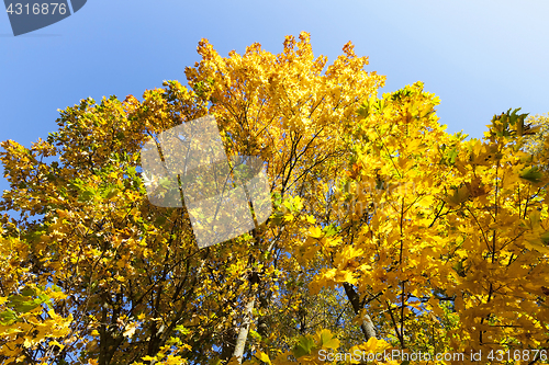 Image of autumn yellow park