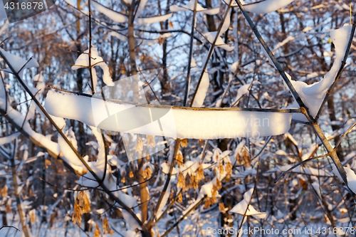 Image of trees in the snow