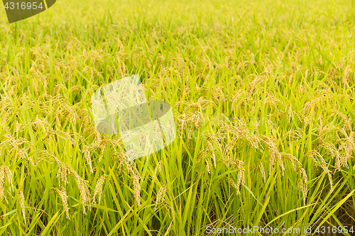 Image of Green rice field in farm